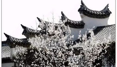中国院子：梅花杏花次第开，暖树轻风赏春来